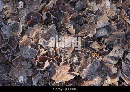 La texture de certaines feuilles couvertes par le gel des hivers sur une journée. Banque D'Images