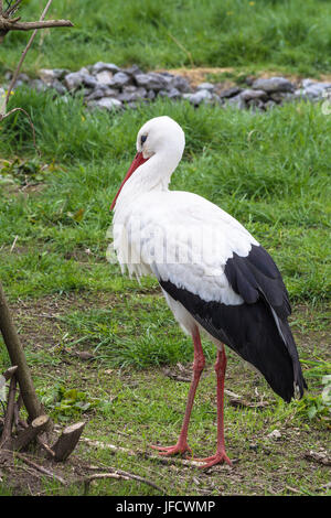 Stork adultes sur un pré Banque D'Images