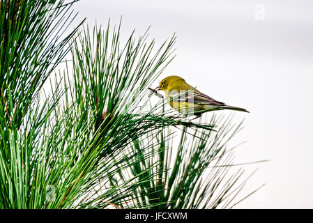 Petit oiseau perché au sommet de l'arbre à feuilles persistantes Banque D'Images