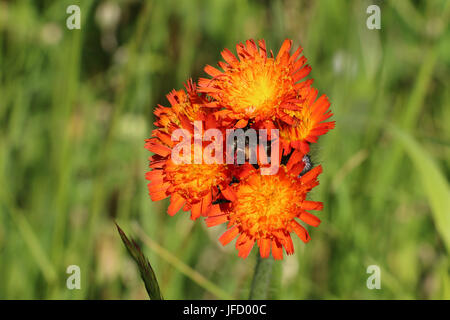 Grappe de fleurs orange vif l'épervière, Pilosella aurantiaca, également appelé Fox et d'oursons wildflower ou Devil's Paintbrush fleurs, fleurs en été Banque D'Images