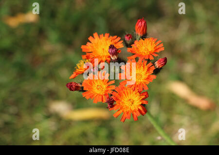 Grappe de fleurs orange vif l'épervière, Pilosella aurantiaca, également appelé Fox et d'oursons wildflower ou Devil's Paintbrush fleurs, fleurs en été Banque D'Images