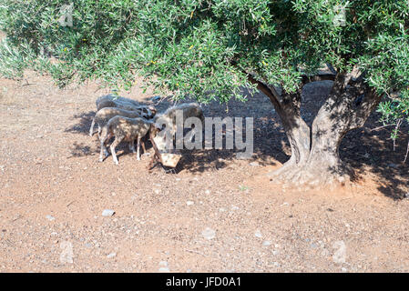 Moutons mangeant de l'arbre d'olive verte sous l'auge Banque D'Images