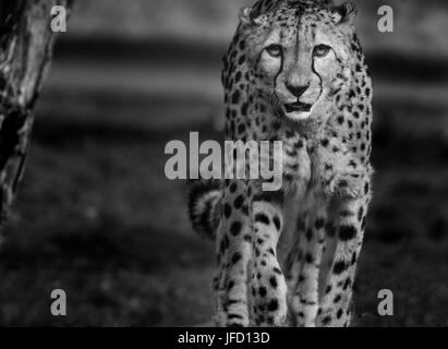 Cheetah Big chat marche Banque D'Images