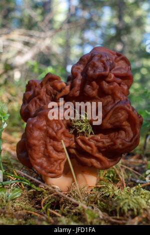 Champignons des bois de printemps - Gyromitra esculenta. Le premier ressort de champignon. Banque D'Images