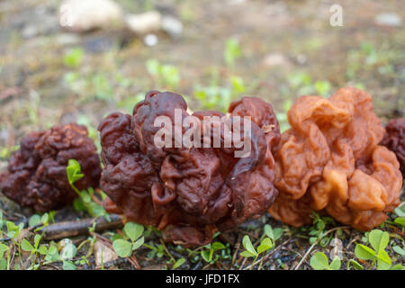 Champignons des bois de printemps - Gyromitra esculenta. Le premier ressort de champignon. Banque D'Images