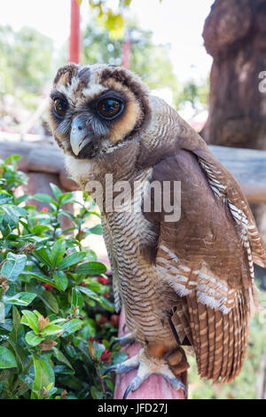 Owl en Thaïlande Banque D'Images