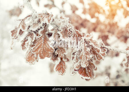 Arbre de chêne de la direction générale avec des feuilles sèches dans la neige Banque D'Images