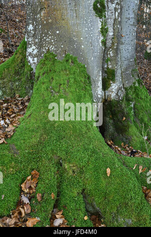 Moss ; tronc de l'arbre ; ; ; hêtre moussu couvert de mousse ; Banque D'Images