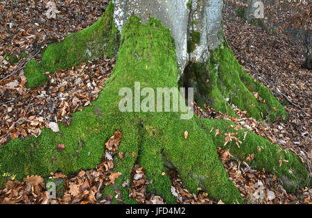 Moss ; tronc de l'arbre ; ; ; hêtre moussu couvert de mousse ; Banque D'Images