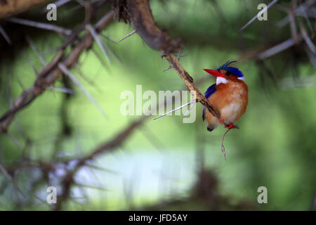 - Kingfisher Alcedo atthis Banque D'Images