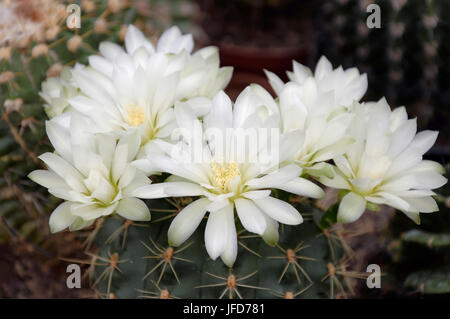 Cactus blanc fleurs (Mammilaria spec.) Banque D'Images