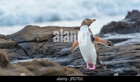 Yellow-eyed penguin, Hoiho (Megadyptes antipodes) sur la roche, sécher ses ailes, Forêt Pétrifiée, Curio Bay, Southlands Banque D'Images