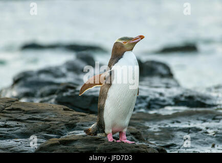 Yellow-eyed penguin, Hoiho (Megadyptes antipodes) sur la roche, sécher ses ailes, Forêt Pétrifiée, Curio Bay, Southlands Banque D'Images