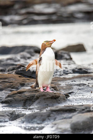 Yellow-eyed penguin, Hoiho (Megadyptes antipodes) sur la roche, sécher ses ailes, Forêt Pétrifiée, Curio Bay, Southlands Banque D'Images