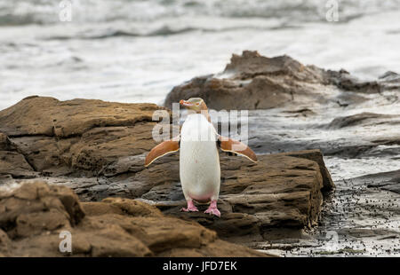 Yellow-eyed penguin, Hoiho (Megadyptes antipodes) sur la roche, sécher ses ailes, Forêt Pétrifiée, Curio Bay, Southlands Banque D'Images