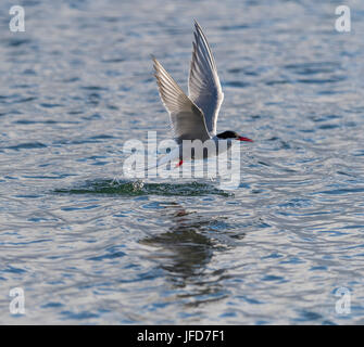 Sterne arctique (Sterna paradisaea), en vol pendant la pêche sur la mer, l'île de Drangsnes, Banque D'Images