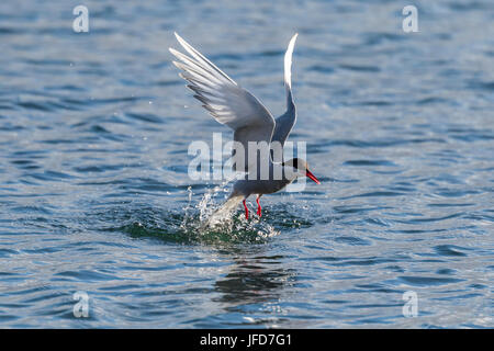 Sterne arctique (Sterna paradisaea), en vol pendant la pêche sur la mer, l'île de Drangsnes, Banque D'Images