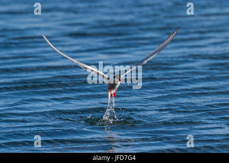 Sterne arctique (Sterna paradisaea), en vol pendant la pêche sur la mer, l'île de Drangsnes, Banque D'Images