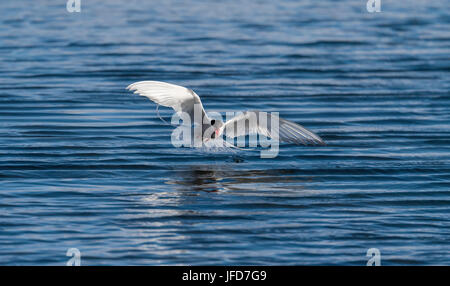 Sterne arctique (Sterna paradisaea), en vol pendant la pêche sur la mer, l'île de Drangsnes, Banque D'Images