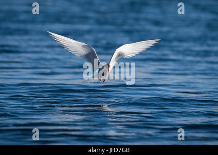 Sterne arctique (Sterna paradisaea), en vol pendant la pêche sur la mer, l'île de Drangsnes, Banque D'Images