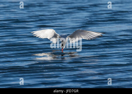 Sterne arctique (Sterna paradisaea), en vol pendant la pêche sur la mer, l'île de Drangsnes, Banque D'Images