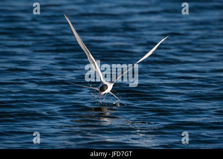 Sterne arctique (Sterna paradisaea), en vol pendant la pêche sur la mer, l'île de Drangsnes, Banque D'Images