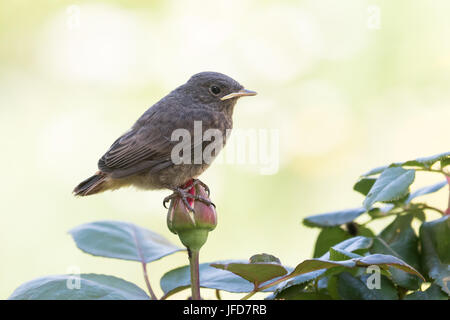 Rougequeue noir (Phoenicurus ochruros), jeune oiseau posé sur rosebud (Rosaceae), Hesse, Allemagne Banque D'Images