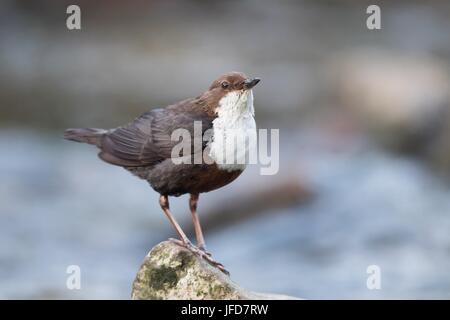 Balancier à poitrine blanche (Cinclus cinclus) sur pierre, Hesse, Allemagne Banque D'Images