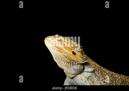 Dragon barbu de son côté, reptiles animaux de compagnie exotiques, de repos isolé sur backgrorund noir Banque D'Images