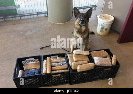 TUCSON, Arizona - Border Patrol des agents affectés à la station de Willcox trouvés plus de 68 livres de marijuana mardi après-midi dans le plancher d'un Chevrolet Sedan durant une inspection secondaire à la State Route 90 Contrôle de l'immigration. Les mandataires visés le pilote pour l'inspection après une patrouille frontalière odeur alerté de l'arrivée d'un chien c'était formé à détecter. Le conducteur, un homme de 20 ans, citoyen américain, a été arrêté et accusé de contrebande d'une substance contrôlée. La marijuana, d'une valeur de près de 55 000 $, et le véhicule ont été transportés à la gare de patrouille des frontières Willcox pour traitement par Tu Banque D'Images