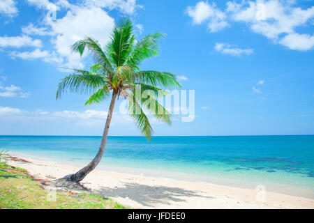 Plage tropicale avec cocotier Banque D'Images