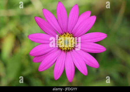 Ostéospermum ciliata 'Compactum', un rose lumineux Daisy africains, aussi appelé Cape Daisy, fleurir dans un jardin anglais, UK Banque D'Images