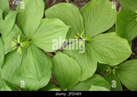 Paris quadrifolia, une usine de bois, également appelé Herb Paris, affiche son seul berry au-dessus de quatre feuilles distinctif dans un jardin au printemps Banque D'Images