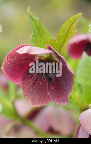 Helleborus seul renverser Picotee hellebore dans un stade avancé de développement seedhead montrant - Avril Banque D'Images