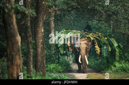 Parc national de Chitwan au Népal - Octobre 2011 - Un homme à cheval sur l'éléphant dans la jungle. Octobre 28, 2011, dans la région de Chitwan, Népal. Banque D'Images