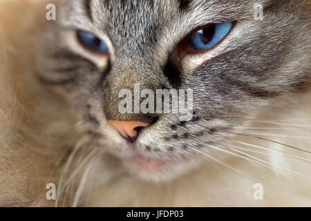 Lynx Ragdoll Seal Point Tabby Cat Portrait. Banque D'Images