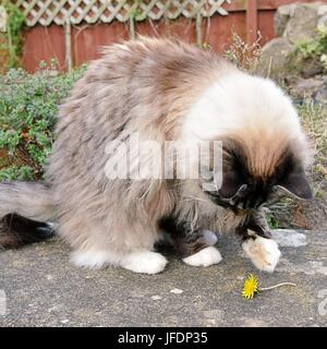 Seal Point Mitted Lynx Chat Ragdoll jeux en plein air avec un pissenlit. Banque D'Images