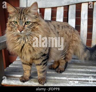 Chat Tigré à poils longs sur un banc de jardin Banque D'Images