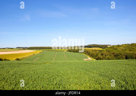 De vastes champs de blé avec forêt mixte dans le pittoresque english channel sous un ciel d'été bleu Banque D'Images