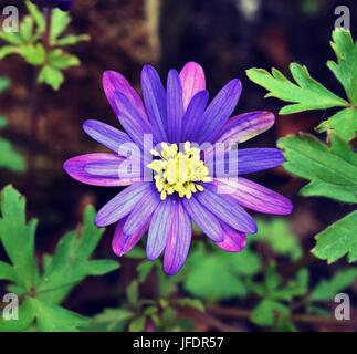 Violet lilas fleurs Daisy Close up. Banque D'Images