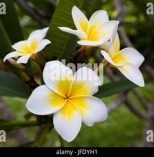 Close up of plumeria ou frangipanier blanc et jaune fleurs sur arbre en Floride Banque D'Images