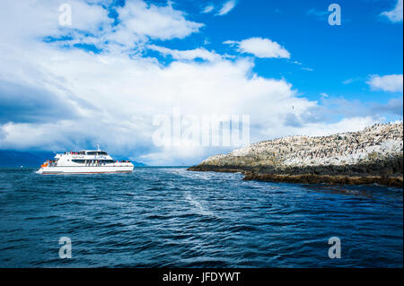 Comorants sur une île dans le canal de Beagle, Ushuaia, Tierra del Fuego, Argentine, Amérique du Sud Banque D'Images