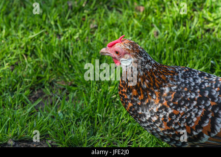 Poulets en roue libre à la ferme Banque D'Images