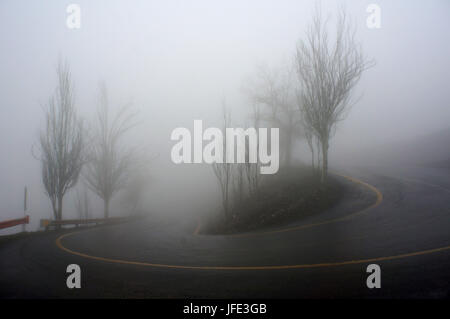Arbres et route dans un épais brouillard Banque D'Images