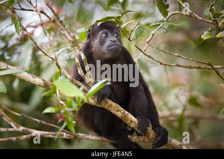 La faune du Panama avec un singe Manetay Howler, Alouatta palliata, dans la forêt tropicale du parc national de Soberania, province de Colon, République du Panama. Banque D'Images