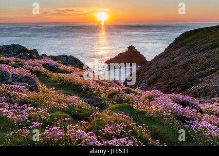 Coucher de soleil sur la mer à l'île de Skomer Skomer, tête, Pays de Galles, avec une voie par sea thrift (Armeria maritima), rose de la mer, sur les falaises de l'foregro Banque D'Images
