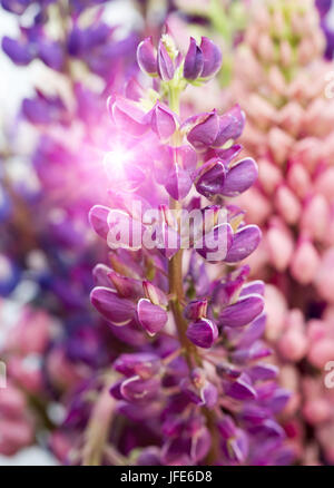 Bouquet de lupins, faible profondeur de la netteté Banque D'Images