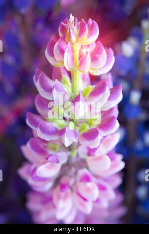 Bouquet de lupins, faible profondeur de la netteté Banque D'Images