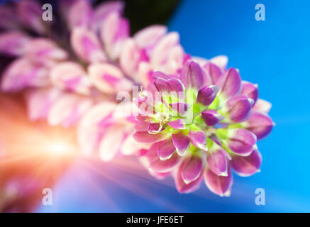 Bouquet de lupins, faible profondeur de la netteté Banque D'Images