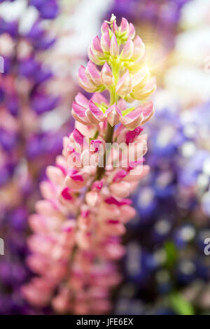 Bouquet de lupins, faible profondeur de la netteté Banque D'Images